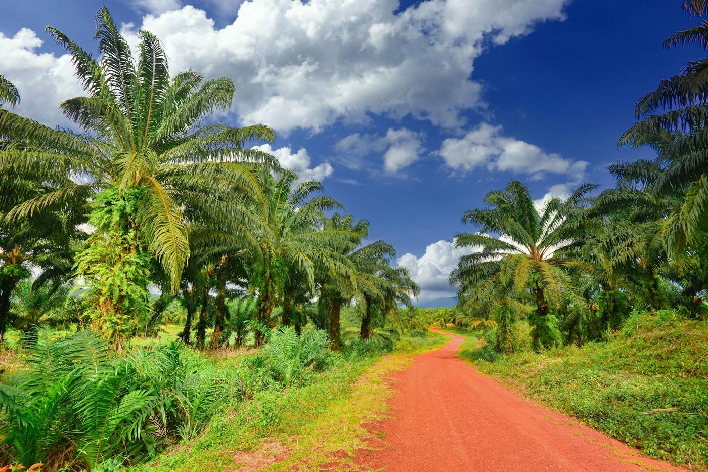 A path near the coast in Ahangama