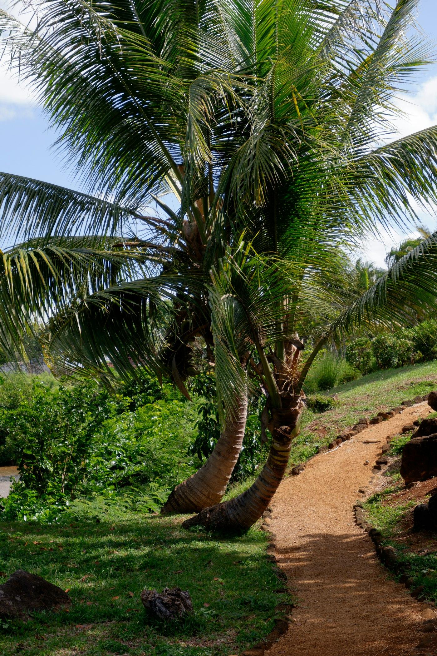The garden at Miyuva Nest